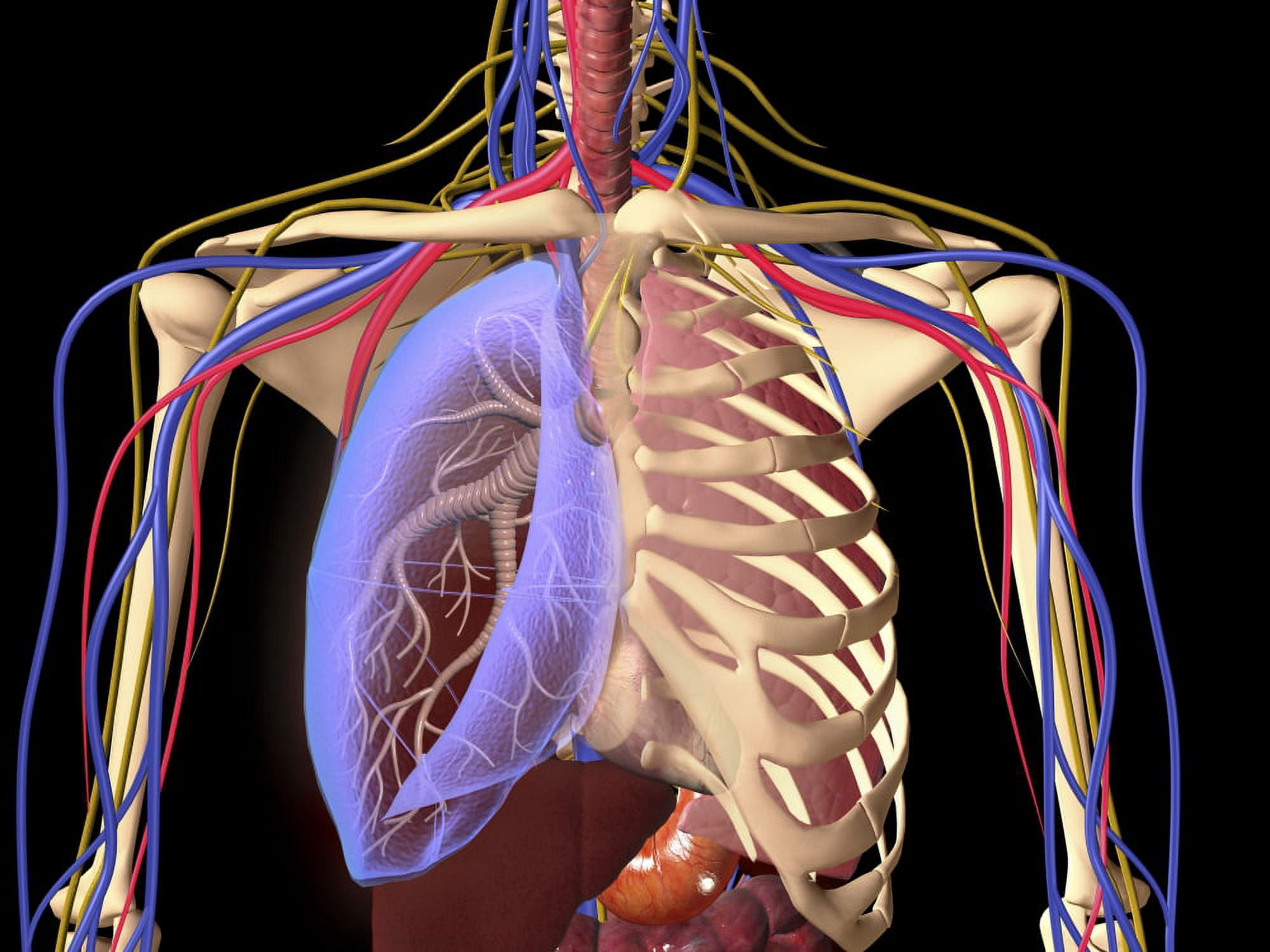 Human skeleton showing a transparent lung with surrounding rib cage Canvas Art - Stocktrek Images (33 x 25)