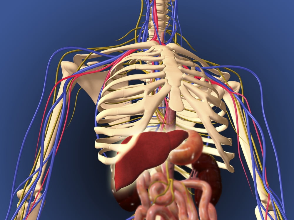 Human skeleton showing digestive system and nervous system Canvas Art - Stocktrek Images (17 x 13)