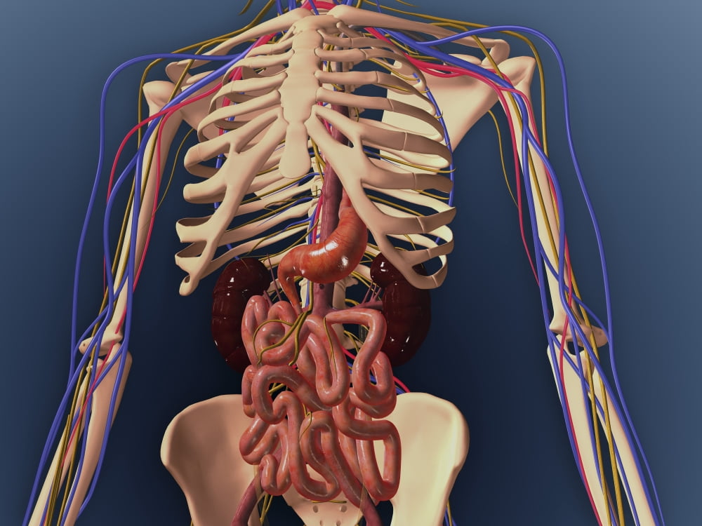 Human skeleton showing kidney stomach and intestines Canvas Art - Stocktrek Images (17 x 13)
