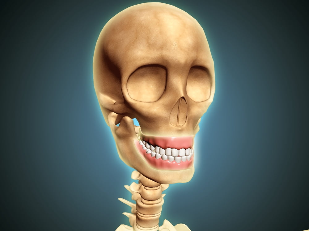 Human skeleton showing teeth and gums Canvas Art - Stocktrek Images (17 x 13)