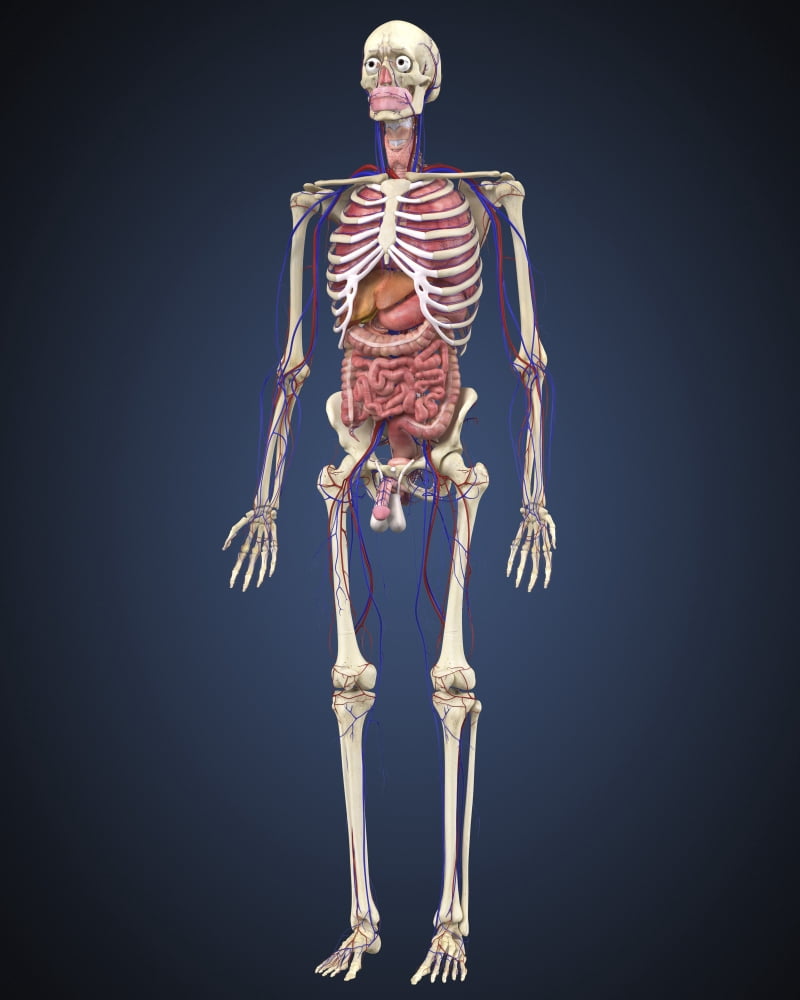 Human skeleton with organs and circulatory system Canvas Art - Stocktrek Images (26 x 32)