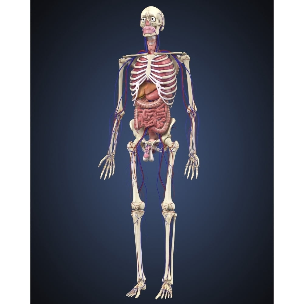 Human skeleton with organs and circulatory system Poster Print - Walmart.com
