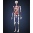 thumbnail image 1 of Human skeleton with organs and circulatory system Poster Print, 1 of 2