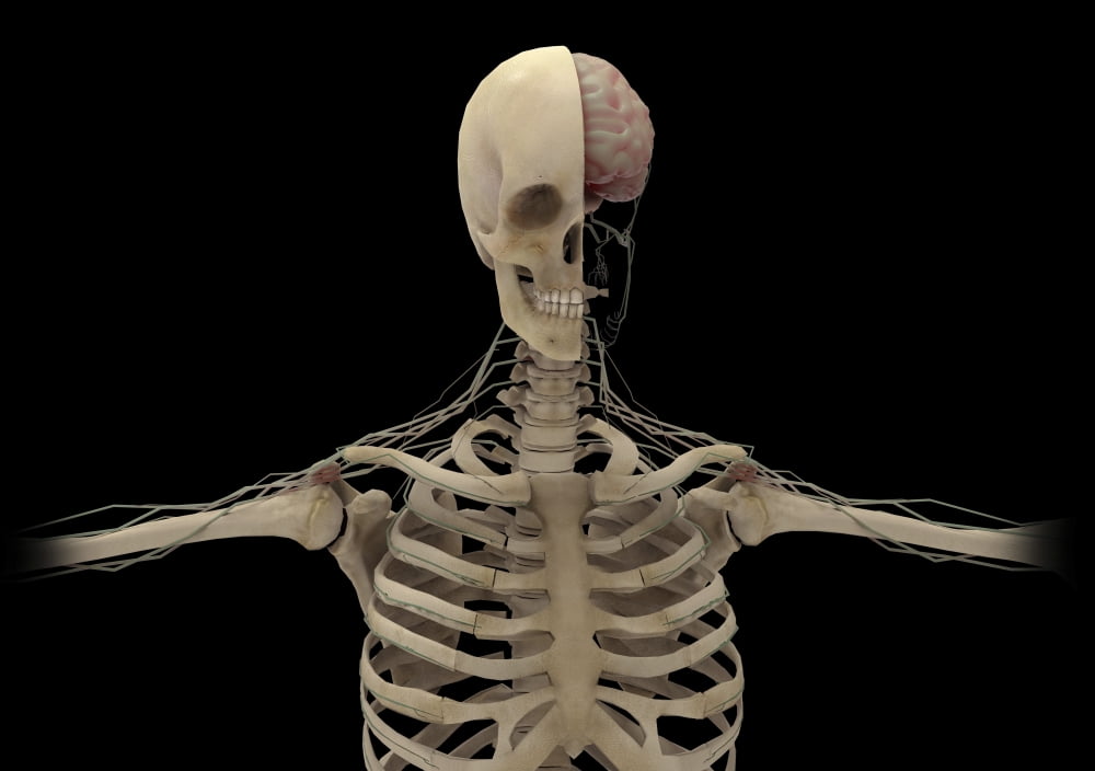 Human skeleton with transectional view of skull exposing the brain Canvas Art - Stocktrek Images (34 x 24)