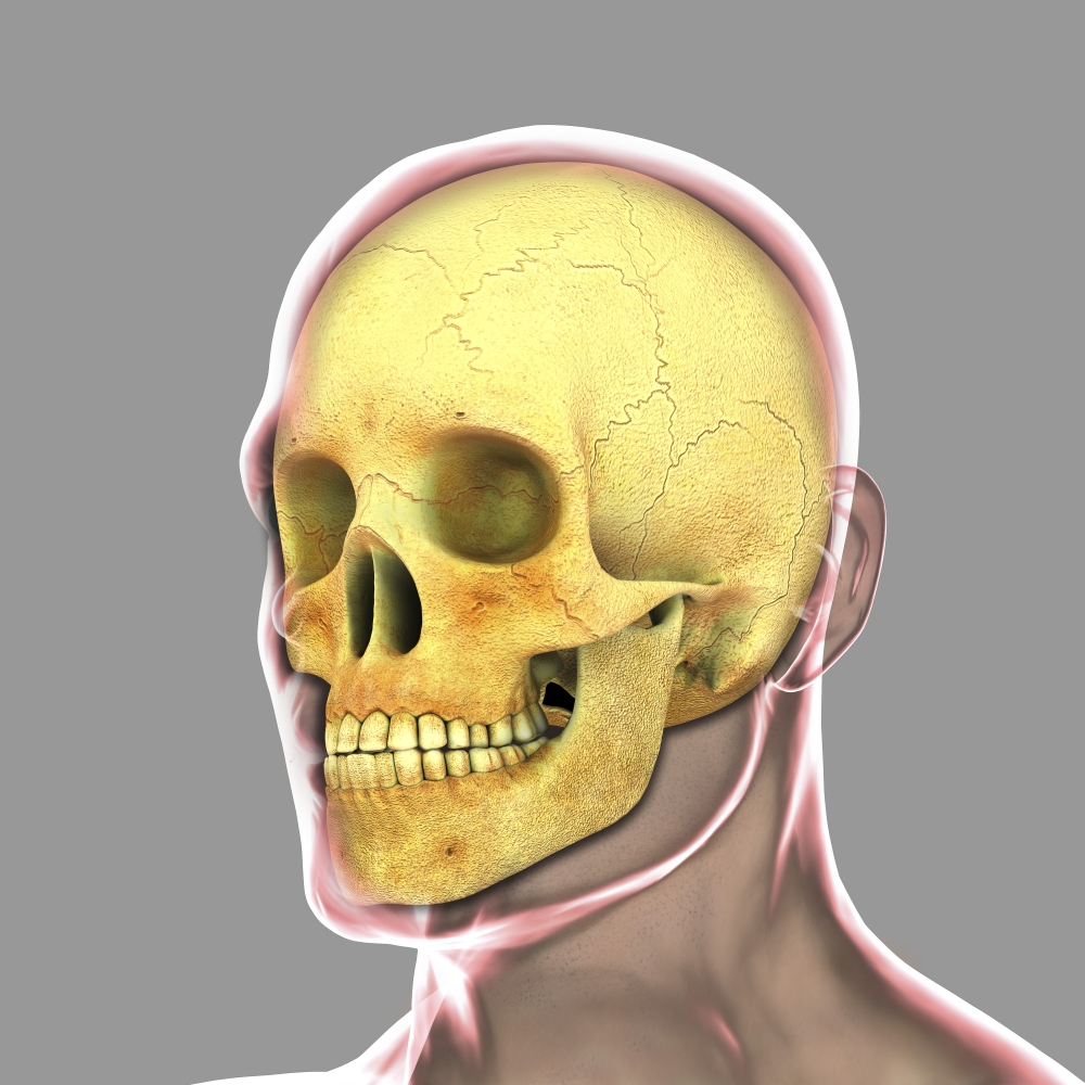 Human skull Canvas Art - Stocktrek Images (29 x 29)