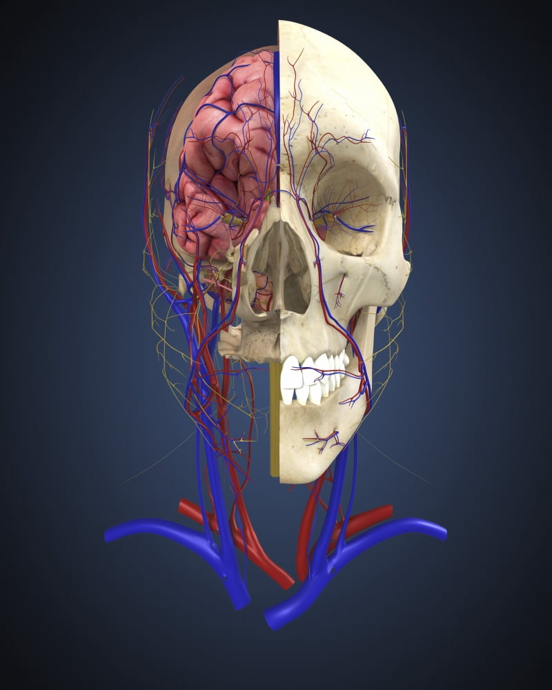 Human skull showing brain and circulatory system Canvas Art - Stocktrek Images (13 x 16)
