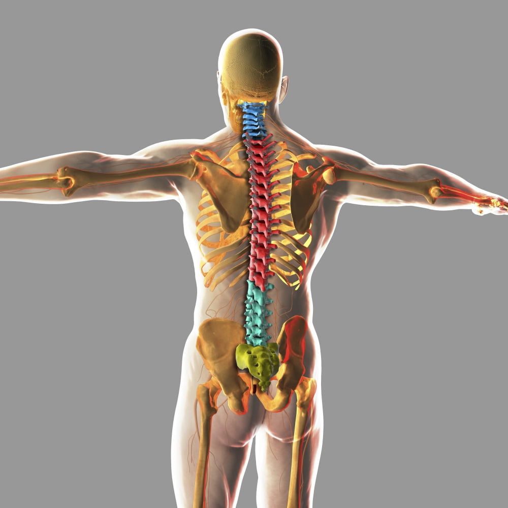 Human spinal cord Canvas Art - Stocktrek Images (29 x 29)
