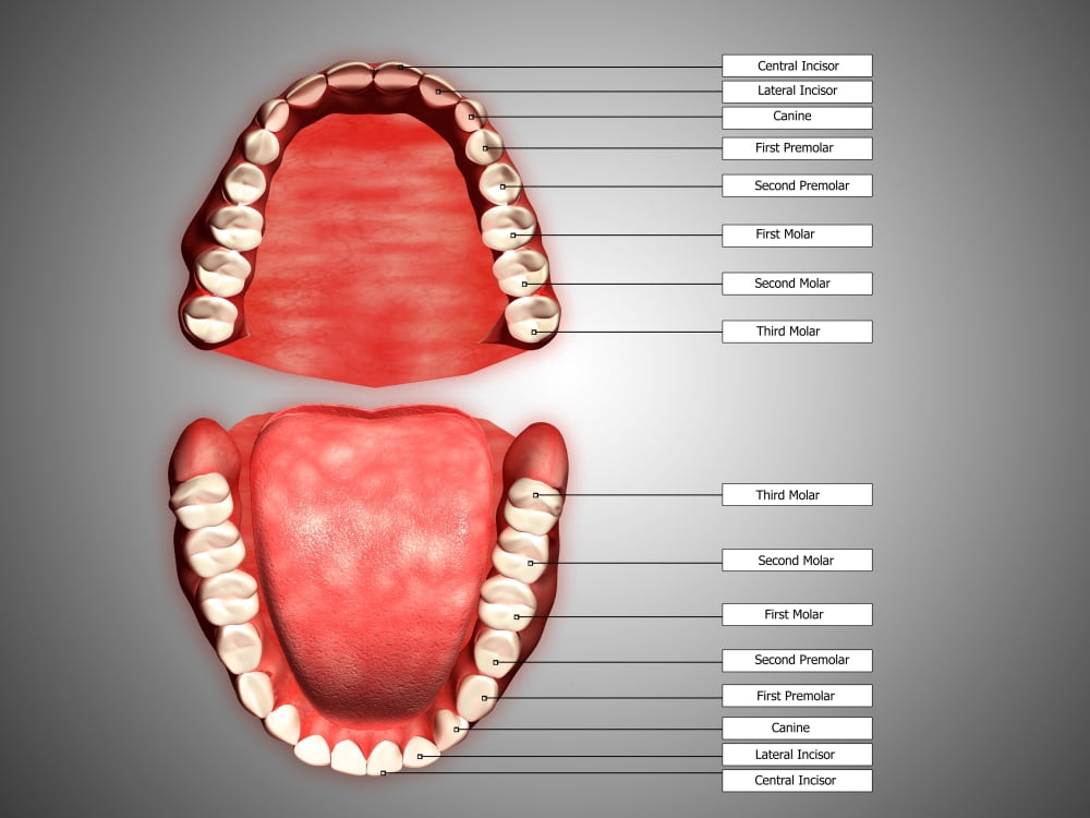 Human teeth structure with labels Canvas Art - Stocktrek Images (33 x 25)