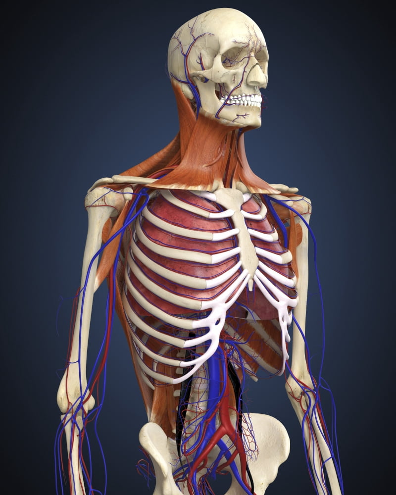Human upper body showing bones lungs and circulatory system Canvas Art - Stocktrek Images (13 x 16)