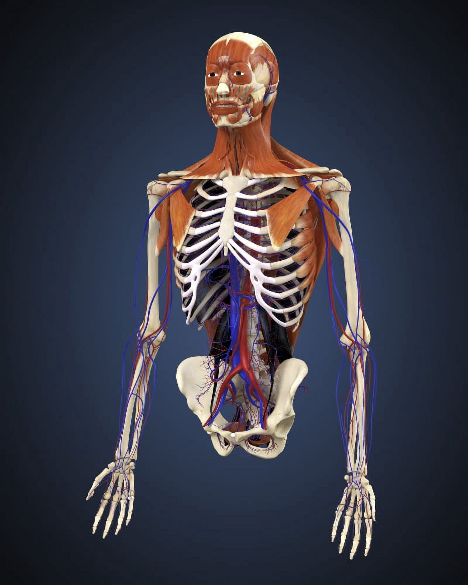 Human upper body showing bones muscles and circulatory system Canvas Art - Stocktrek Images (26 x 32)