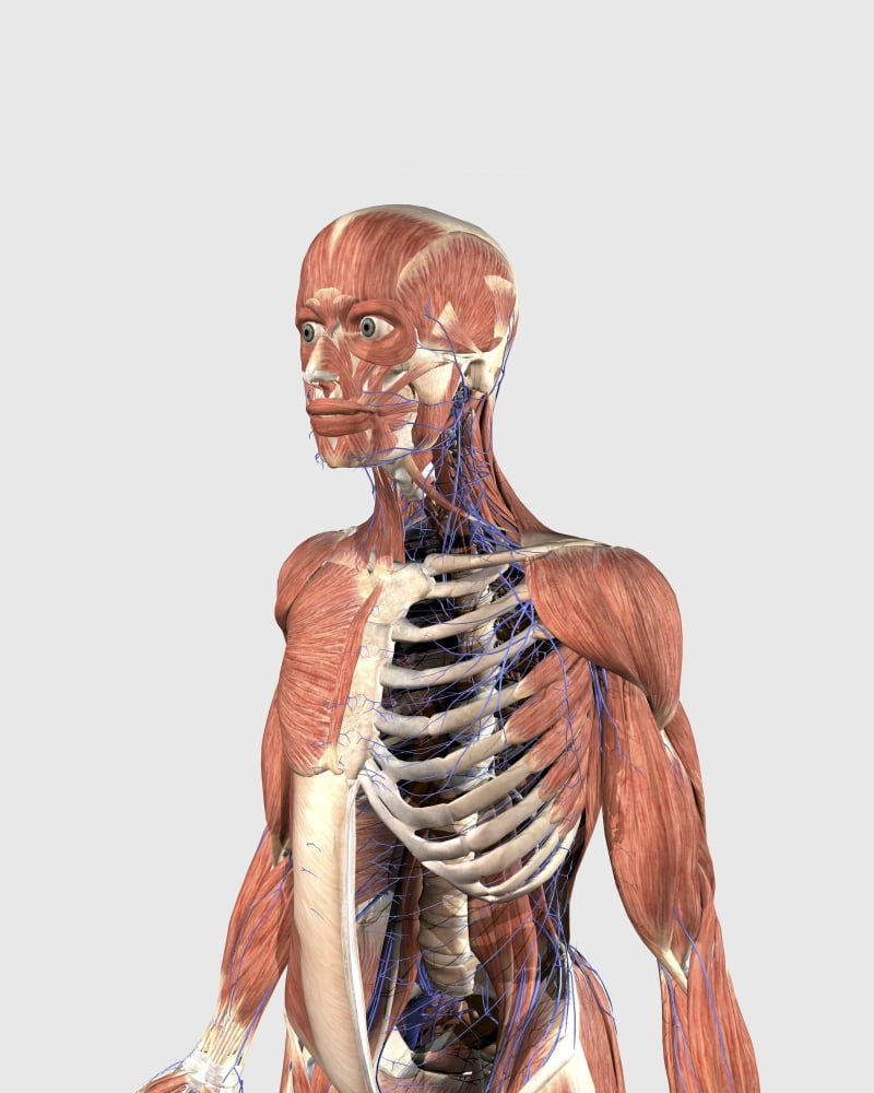 Human upper body showing muscle parts axial skeleton and veins Canvas Art - Stocktrek Images (26 x 32)