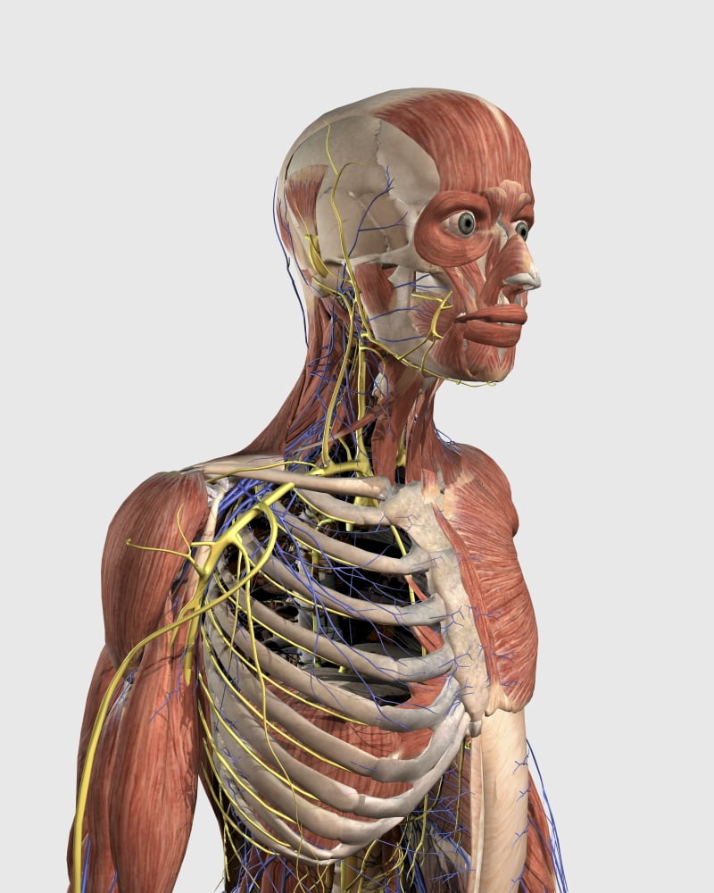Human upper body showing muscle parts axial skeleton veins and nerves Canvas Art - Stocktrek Images (13 x 16)