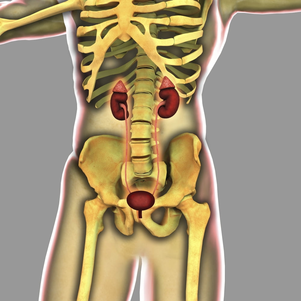 Human urinary system Canvas Art - Stocktrek Images (29 x 29)