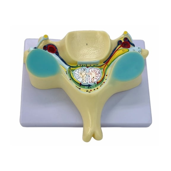 Humans Bone Model Medicals Enlarged Fifth Cervical Spine Model Teaching Tool School Teaching Supplies for Hospital