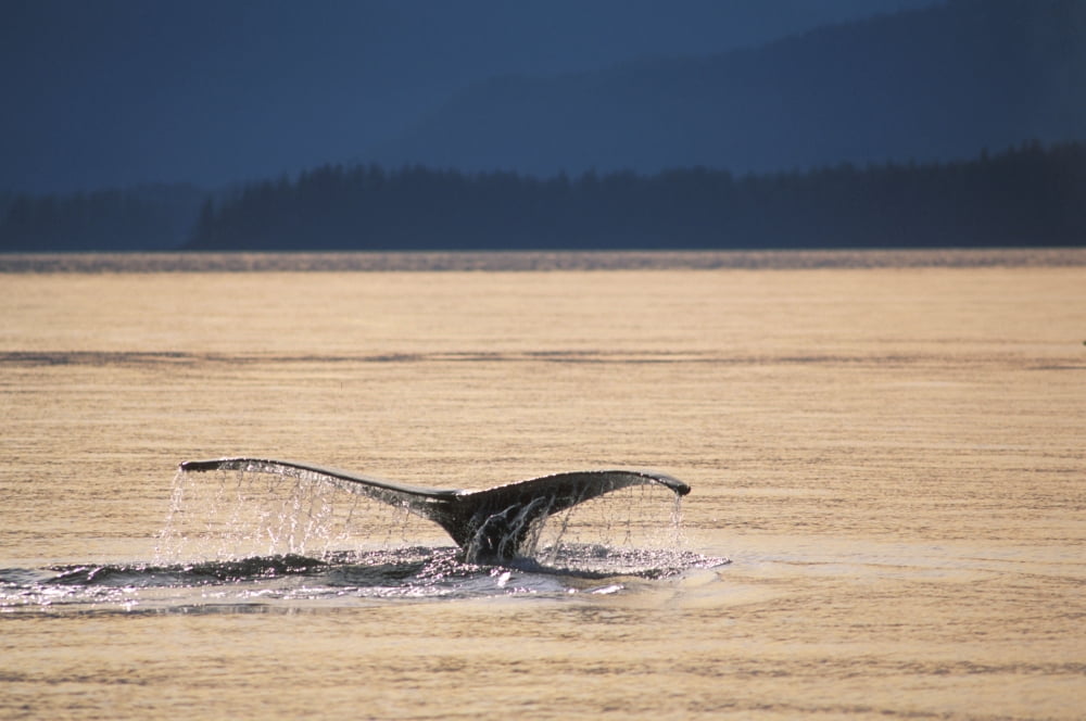 Humback Whale Tail Pybus Bay Admiralty Isl Se Ak Summer Canvas Art - Mark Kelley Design Pics (34 x 22)