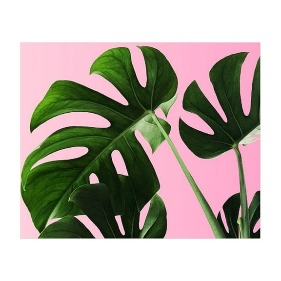 Humble Chic Wall Art Prints - Unframed HD Printed Plants Picture Poster Decorations for Home Decor Living Dining Bedroom Bathroom College Dorm Room, Monstera Palm