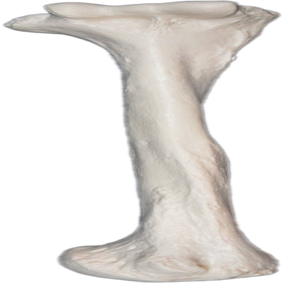Humerus Bone Model - Right - Anatomically Accurate Human Humerus Bone Replica - Eisco