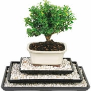 Humidity Trays, 8", 11" and 13"