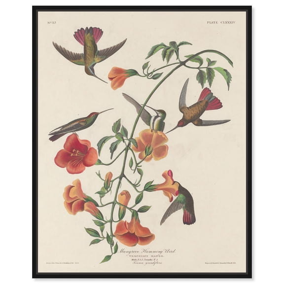Humming Bird 1834 Canvas Vintage Botanical by Art Remedy, Black Frame, 16 x 20
