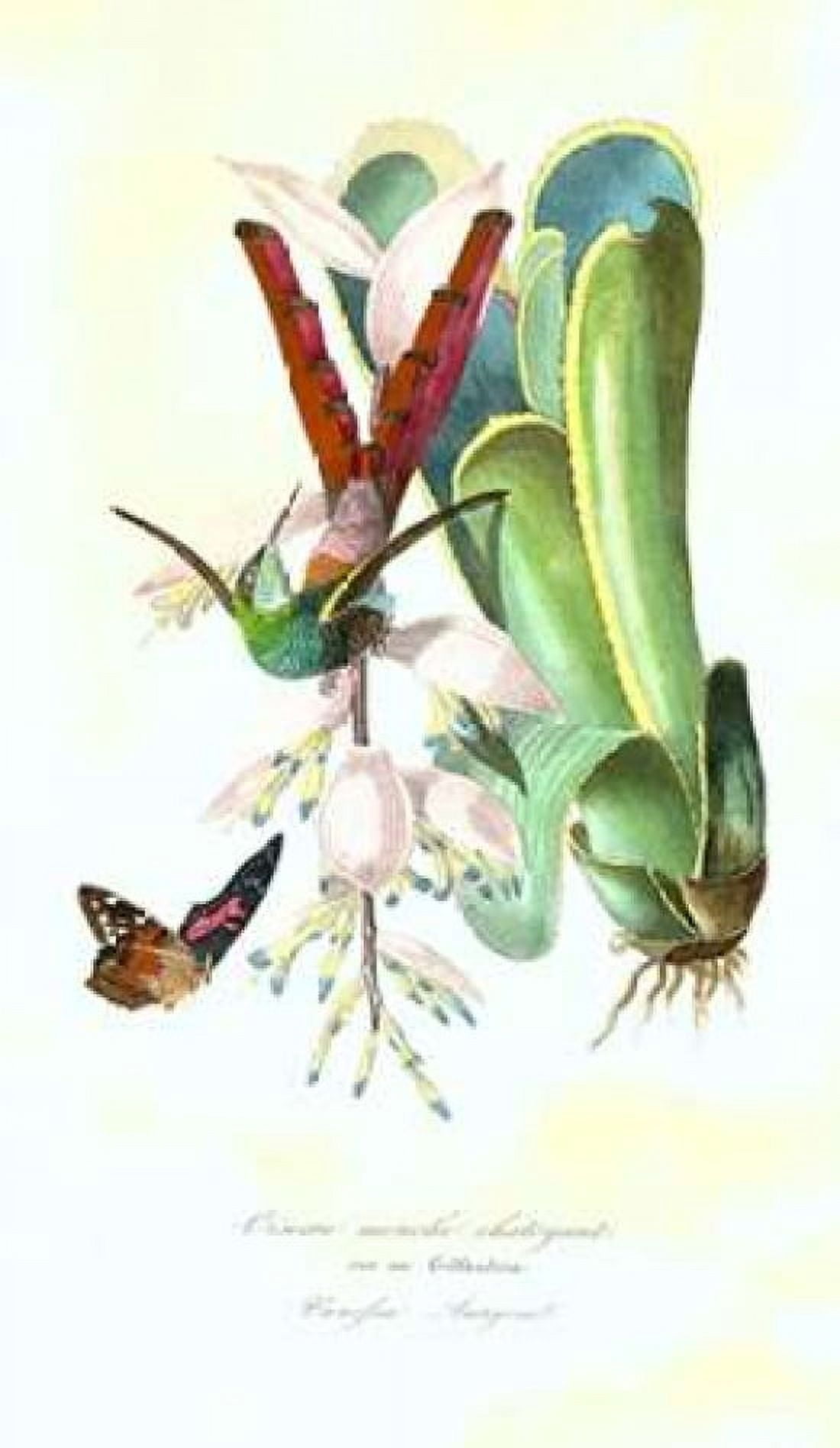 Humming Bird on Bromeliad Canvas Art - 1842 Anonymous (12 x 18)