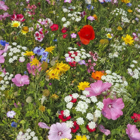Hummingbird & Butterfly Wildflower Seed Mix - 5 Lbs Bulk - Wild Flower Seed Mixture: Alyssum, Lemon Mint, Foxglove, More
