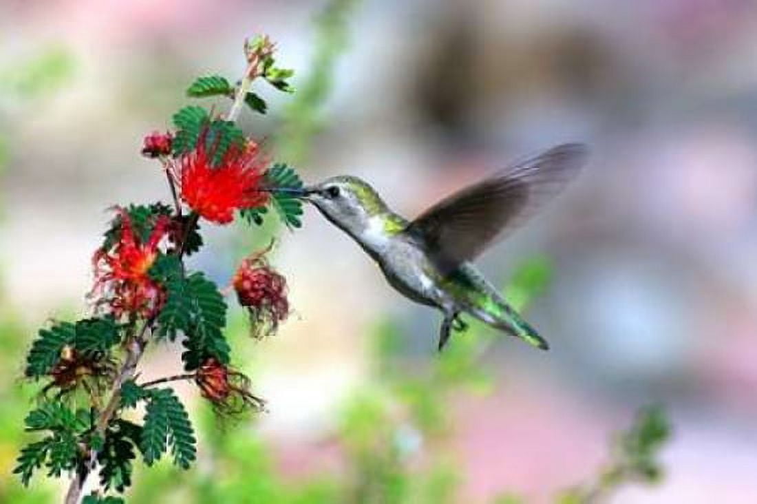 Hummingbird Canvas Art - Douglas Taylor (12 x 18)