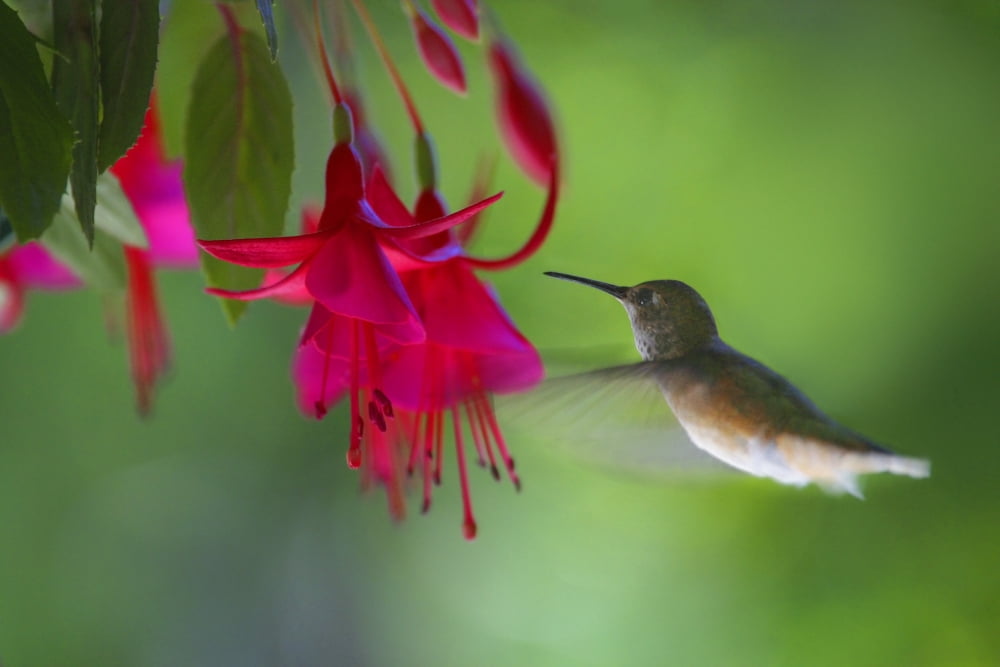 Hummingbird Canvas Art - Raven Regan Design Pics (17 x 11)