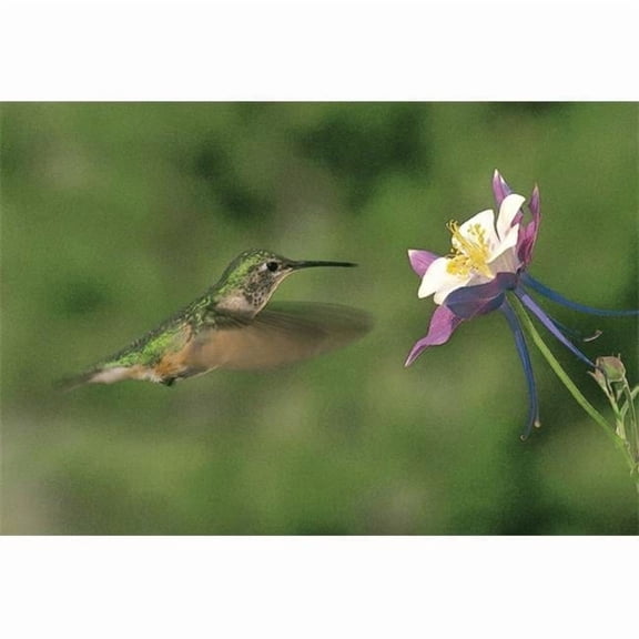 Hummingbird & Columbine Medium 12x16 Cutting Board