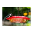 thumbnail image 1 of Hummingbird Drinking from the Feeder on a Summer Morning - Pennsylvania Photography Bird Wildlife Nature Garden Animal Botanical Scenic Unframed Wall Art Print 24 x 36 inches, 1 of 7