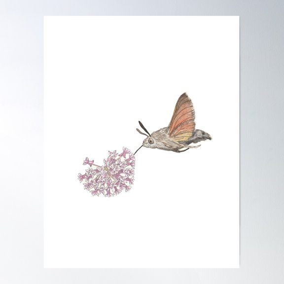 Hummingbird Hawk Moth Watercolour Poster Wall Art, Modern Wall Decor For Living Room Bedroom, 12x18 UNFRAMED