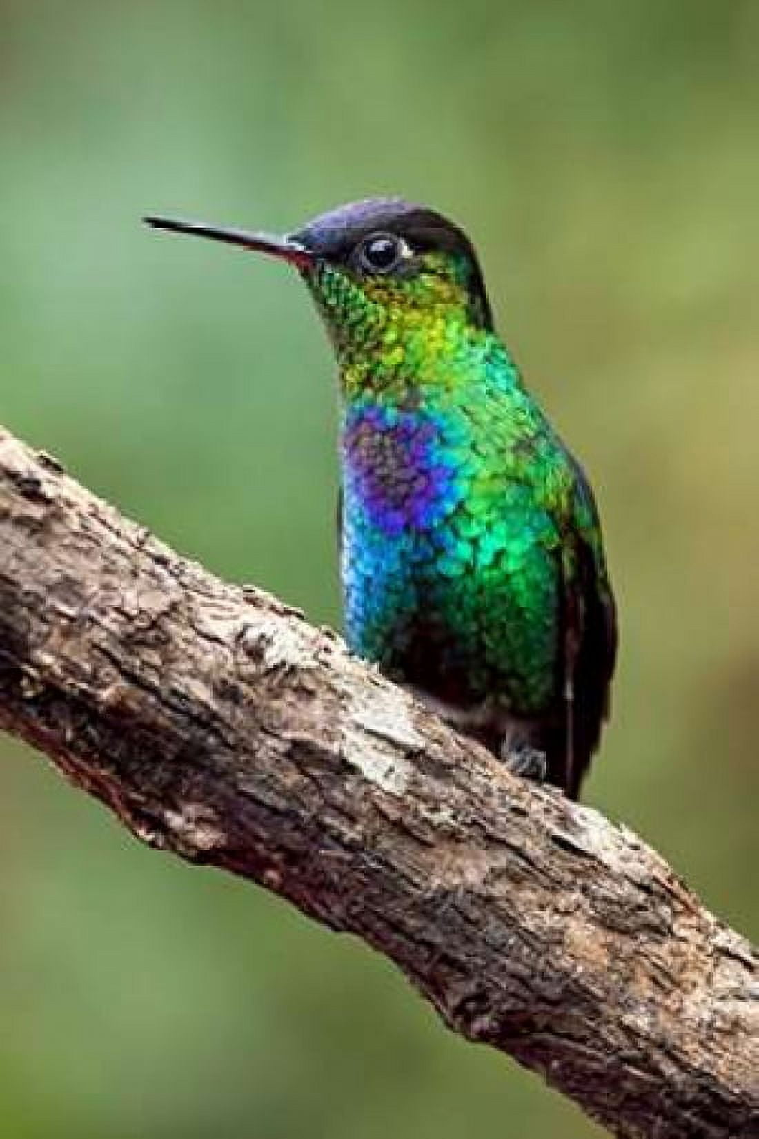 Hummingbird I Canvas Art - Larry Malvin (12 x 18)