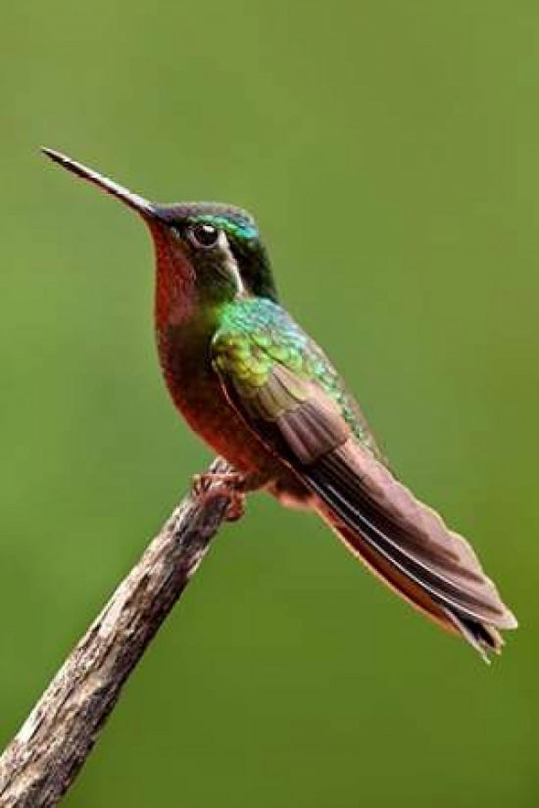 Hummingbird II Canvas Art - Larry Malvin (12 x 18)