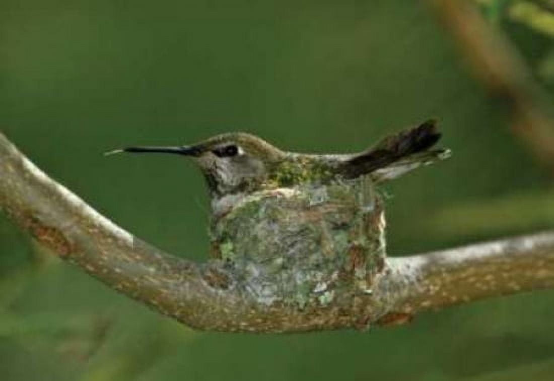Hummingbird II Canvas Art - Lee Peterson (20 x 28)