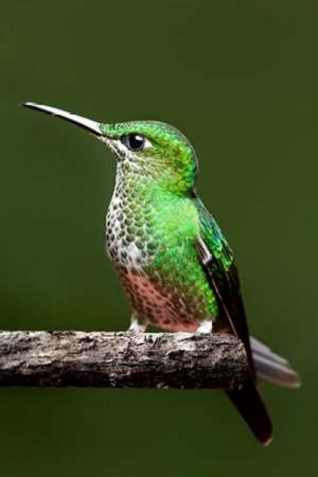 Hummingbird III Canvas Art - Larry Malvin (24 x 36)