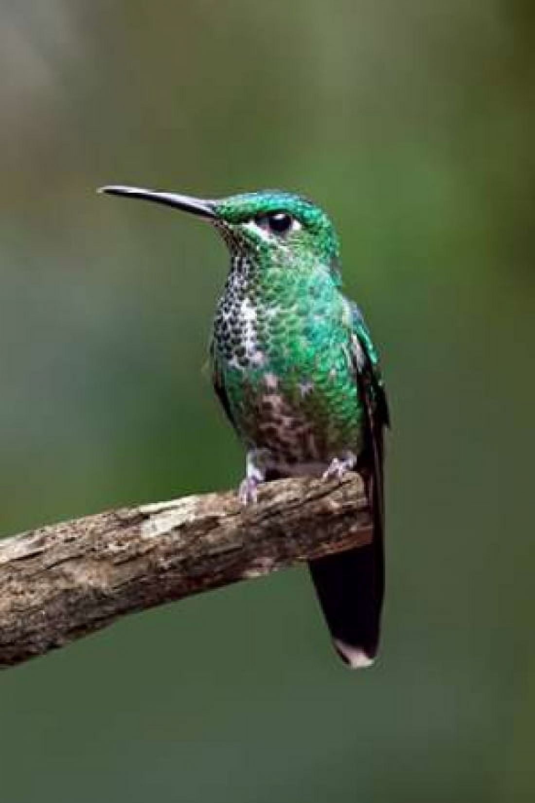 Hummingbird IV Canvas Art - Larry Malvin (12 x 18)