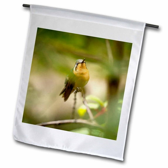 3dRose, Hummingbird, Juan Castro Blanco NP, Costa Rica - SA22 RSP0015 - Rob Sheppard, 12 x 18 inch Garden Flag