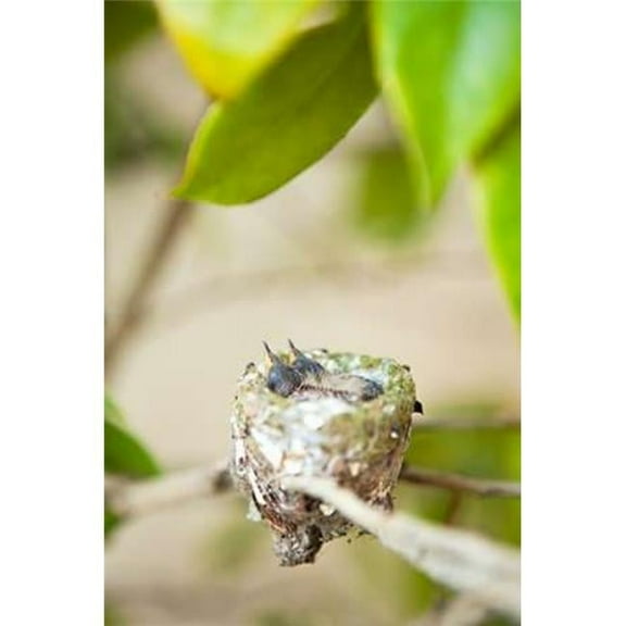 Hummingbird Nest Poster Print by Karyn Millet