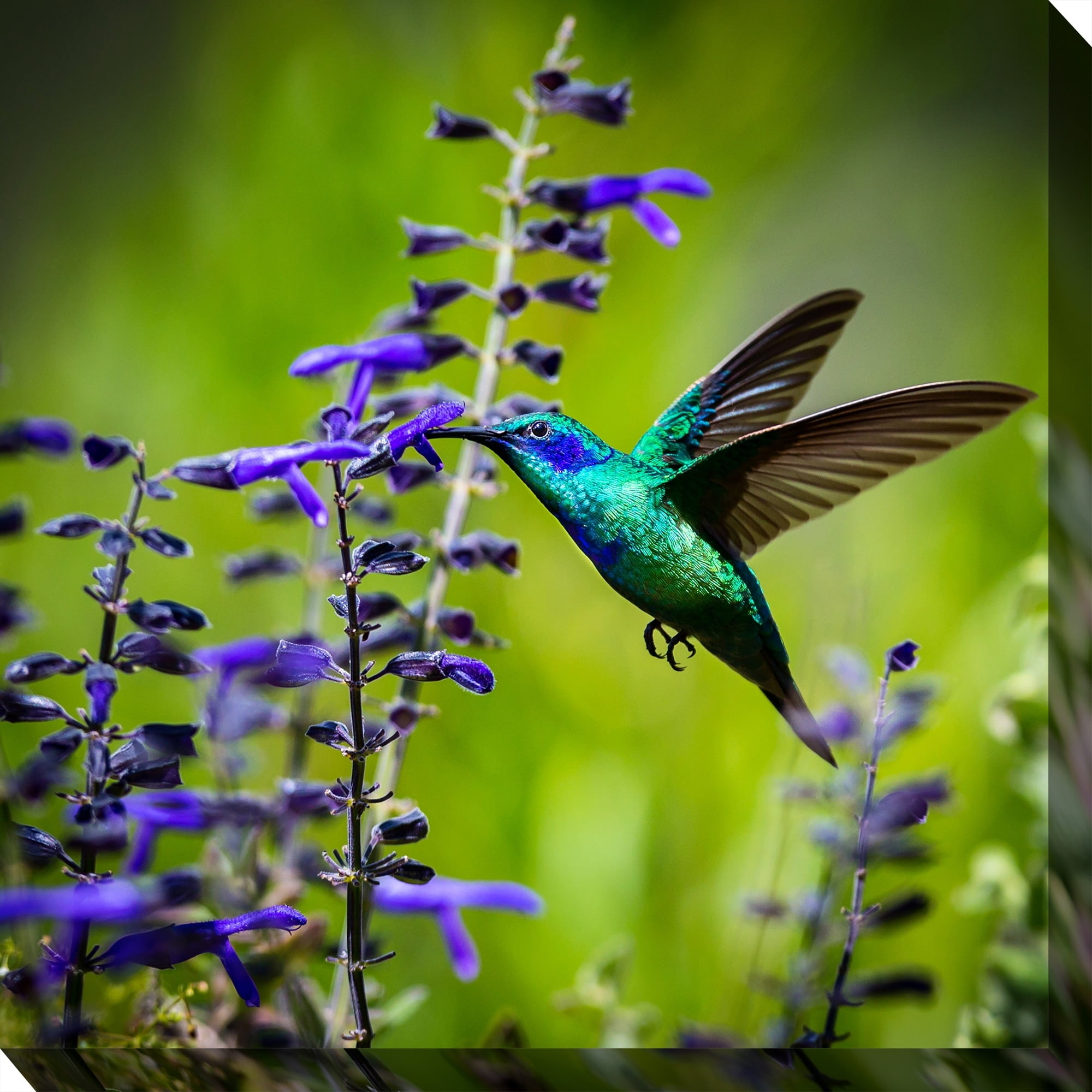 Vibrant Hummingbird and Flowers 24" Canvas Print