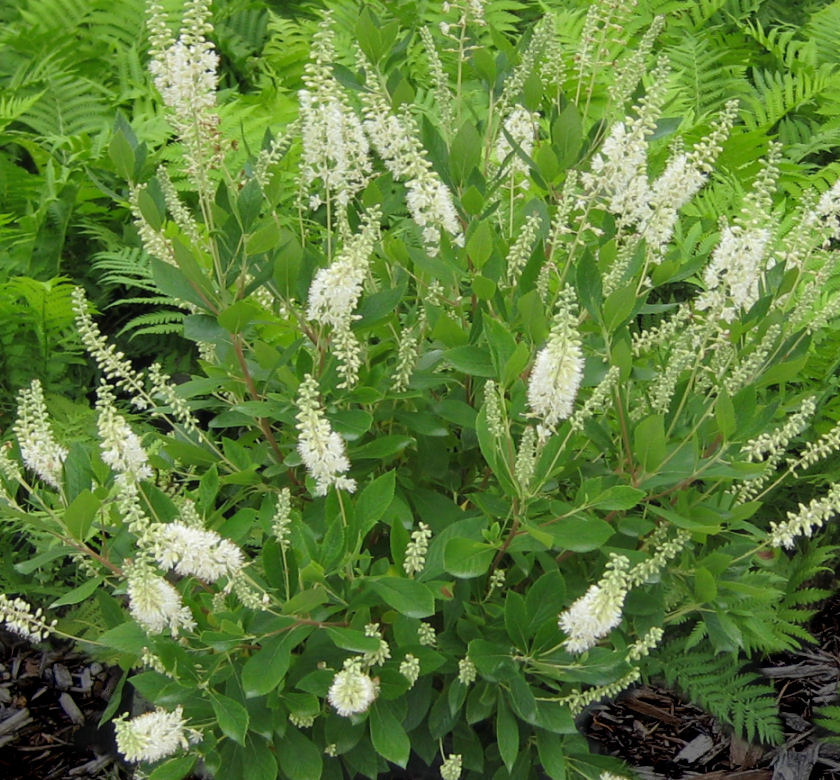 Hummingbird Strub Hummingbird Summersweet 2gal - Shrub - Walmart.com