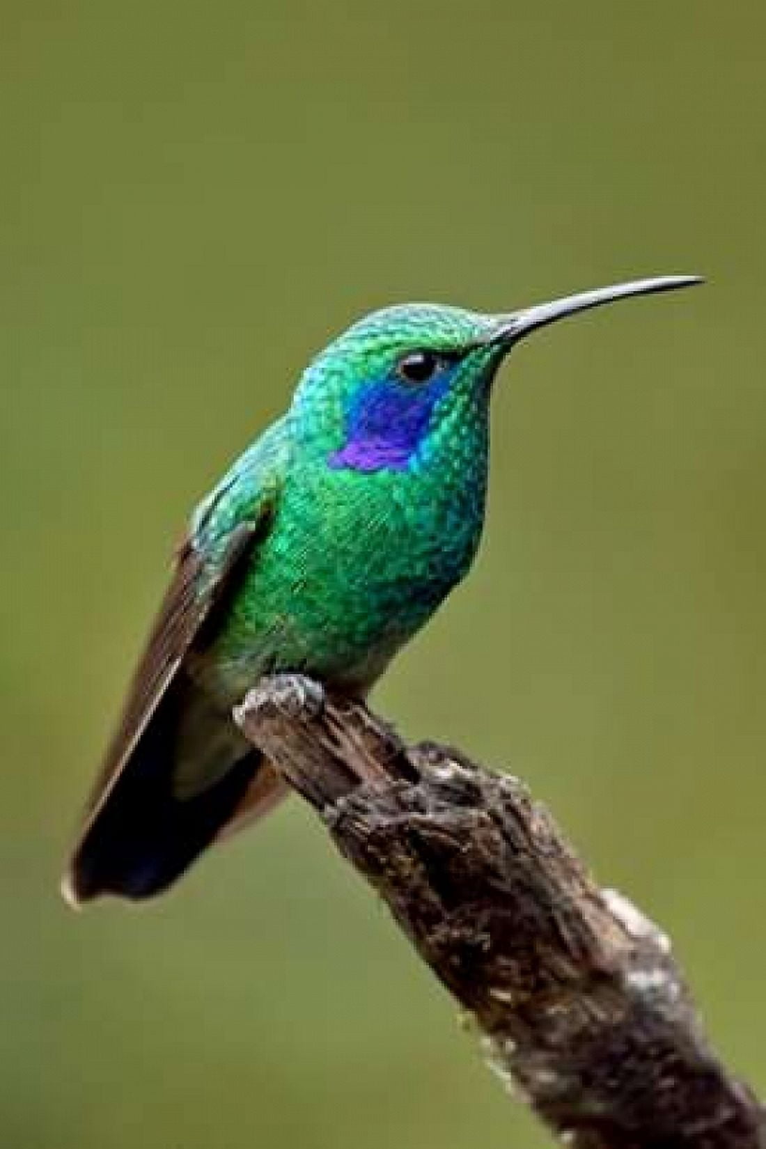 Hummingbird V Canvas Art - Larry Malvin (12 x 18)