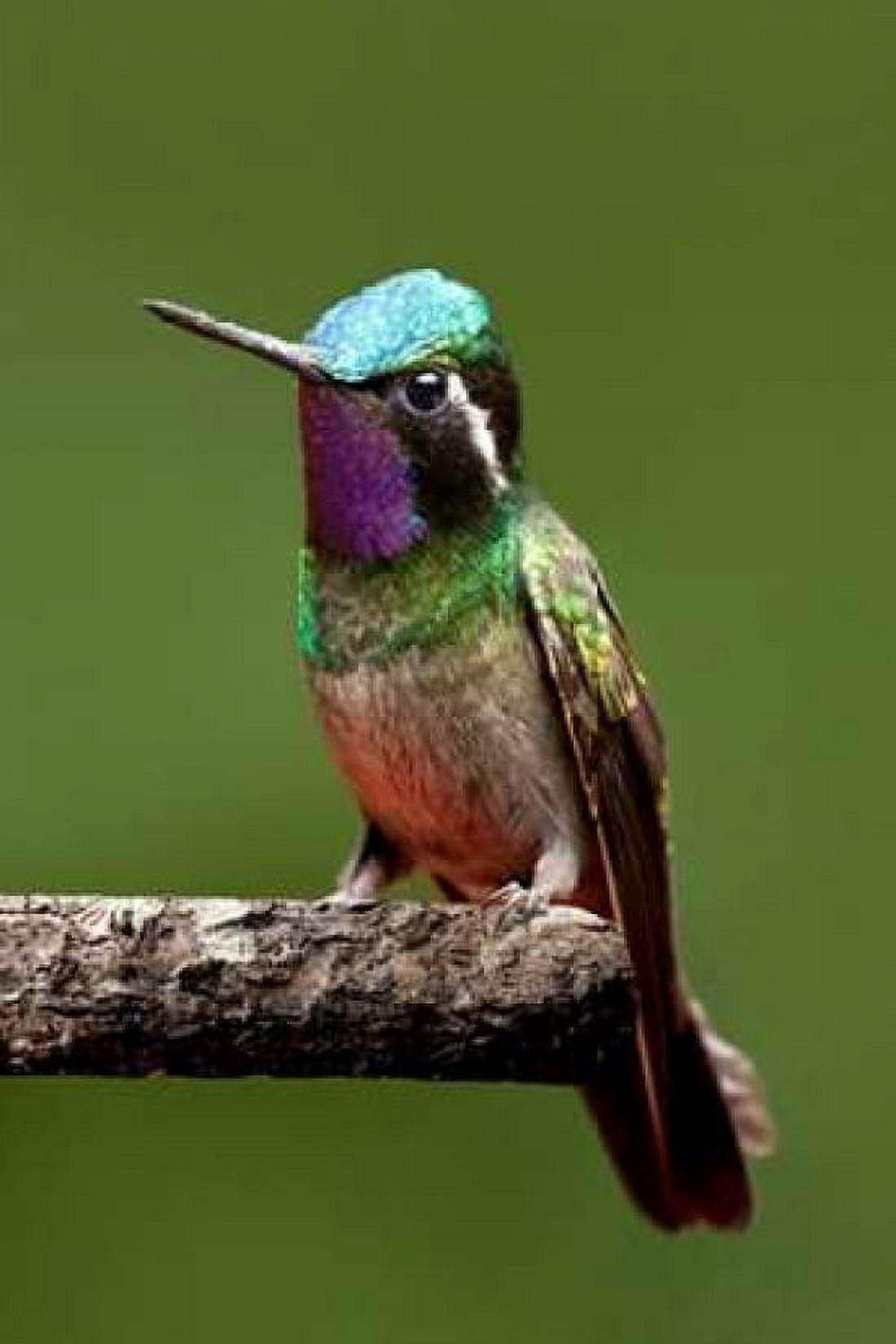 Hummingbird VI Canvas Art - Larry Malvin (24 x 36)