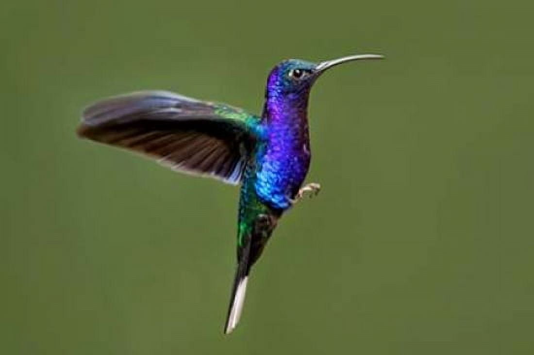 Hummingbird VII Canvas Art - Larry Malvin (24 x 36)