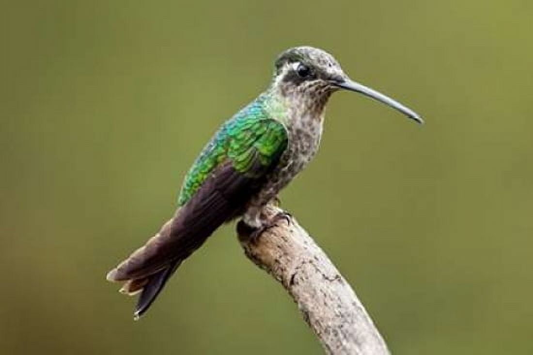 Hummingbird VIII Canvas Art - Larry Malvin (24 x 36)