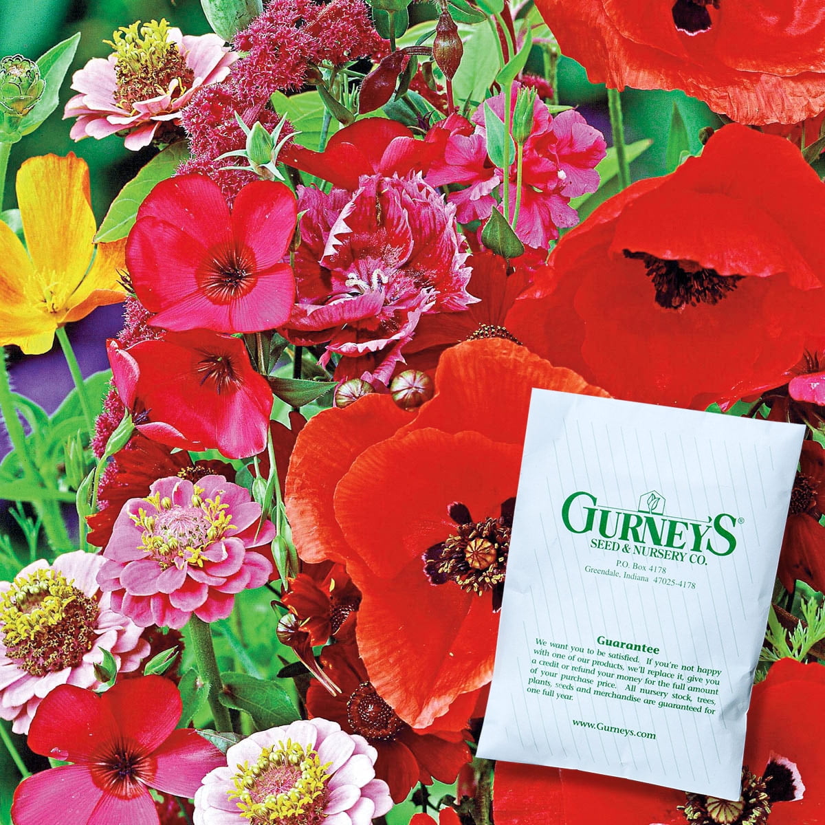 Vibrant Pink and Red Annual Wildflower Seed Mix, 300 Seeds