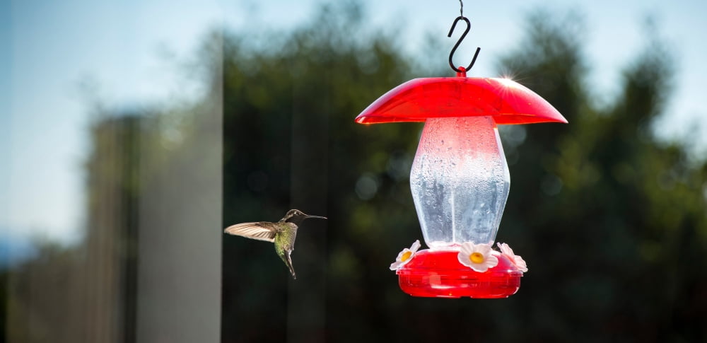 Hummingbird hovering at bird feeder California USA Canvas Art - Panoramic Images (19 x 9)