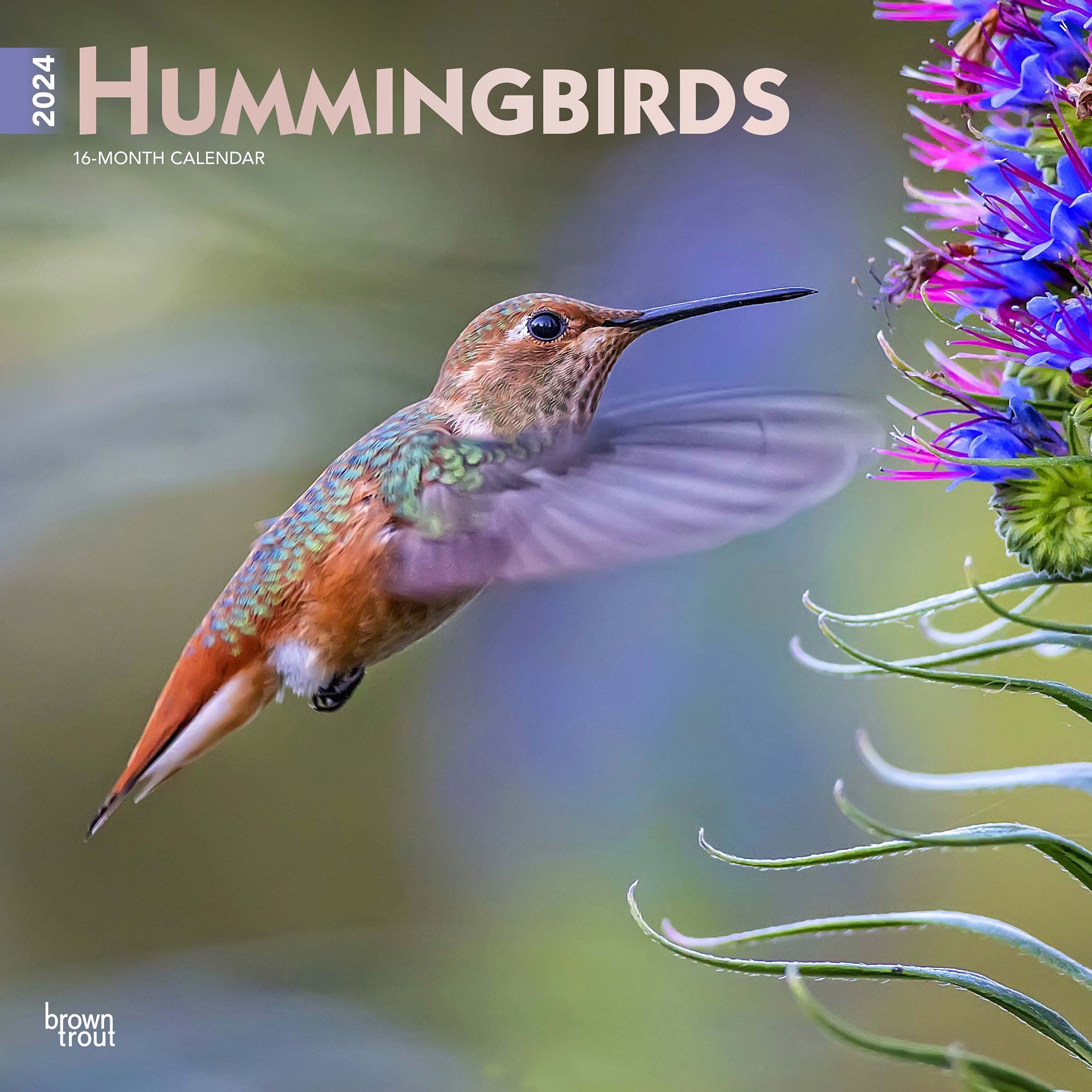 Hummingbirds 2024 12x24 Hanging Square Wall Calendar BrownTrout   Hummingbirds 2024 12x24 Hanging Square Wall Calendar BrownTrout 0656a598 9745 47ce 8e16 Fbcea5ebb9cd.4242a390d0b078a9643d854421b490ba 