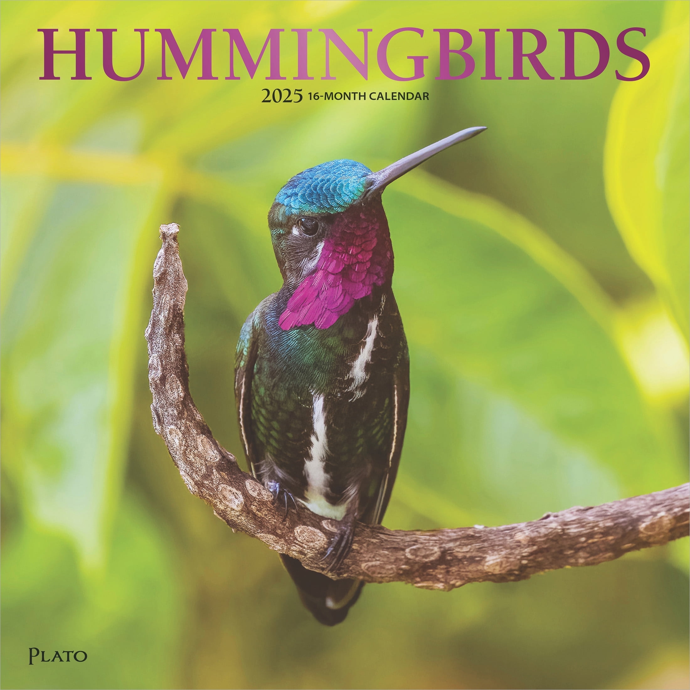 Hummingbirds 2025 12x24" (Hanging) Square Wall Calendar Plato
