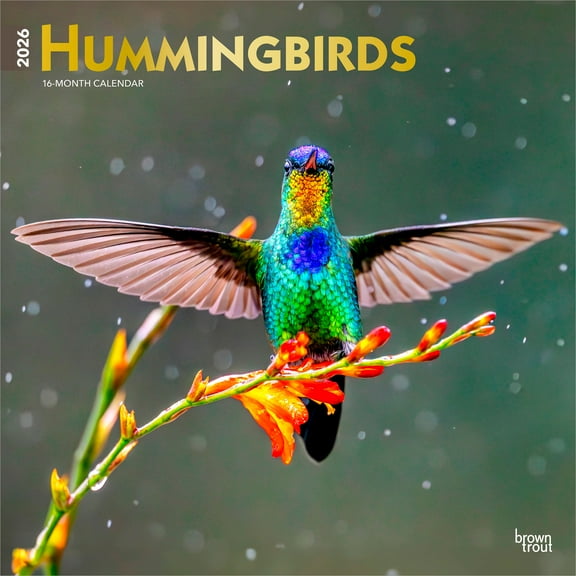Hummingbirds | 2026 12x24" (Hanging) Square Wall Calendar | Plastic-Free