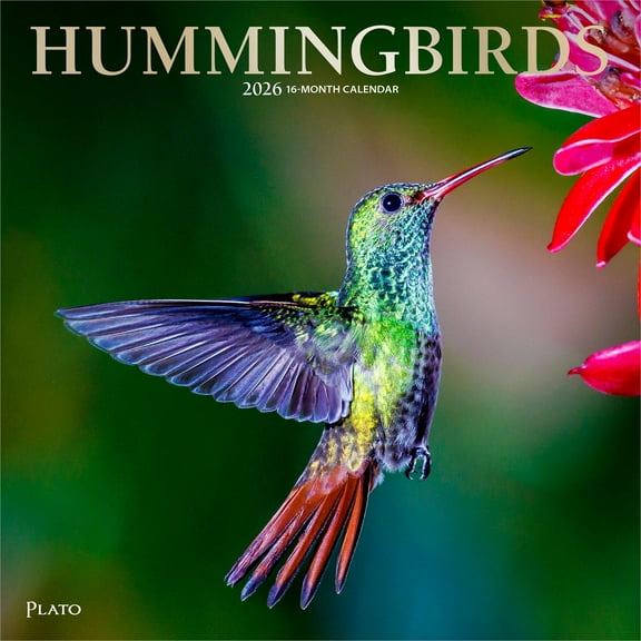 Hummingbirds | 2026 12x24" (Hanging) Monthly Square Wall Calendar | Plato