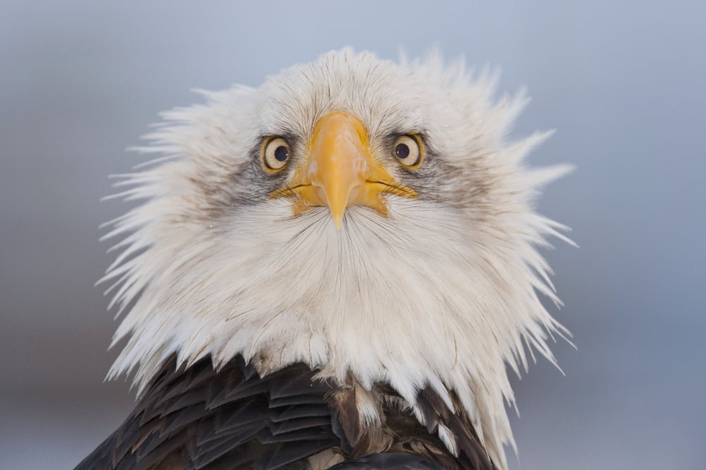 Humorous Portrait Of A Young Eagle Homer Spit Kenai Peninsula Alaska Winter Canvas Art - Kent Fredriksson Design Pics (38 x 24)